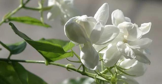 #旺盛#六月养这些花,越晒越旺盛,热不死还疯长,美得逆天!