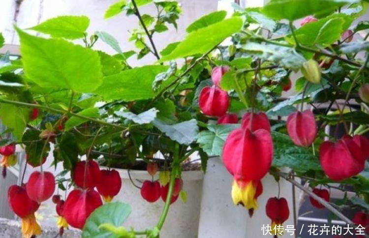  『随便』居家就养此款花卉，不闻不问，随便养就爆盆，旺财又养人