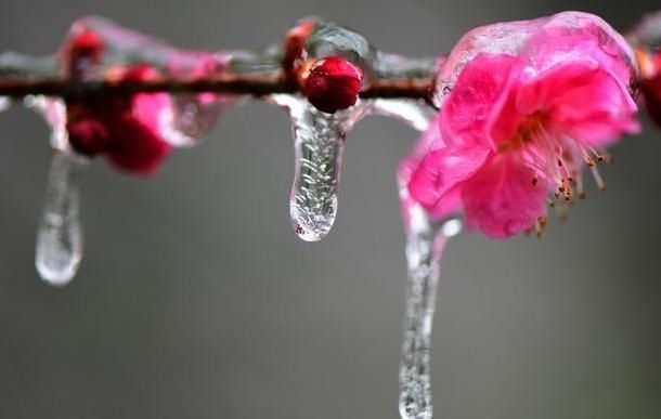  【断雪】农村俗语“清明断雪，谷雨断霜”是啥意思？在当今用的适当吗？