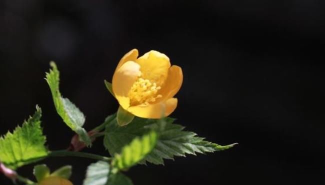  [棣棠]棣棠花盛开的时候层层叠叠，枝条终年绿色，代表着权贵的象征