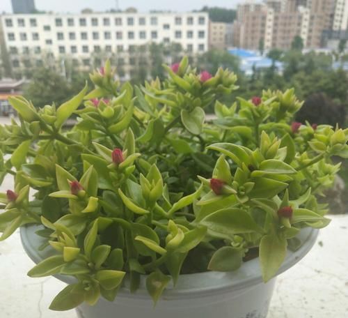  牡丹：美美的牡丹吊兰叶稀分枝少而且不开花？做到6点，叶茂开花快封盆