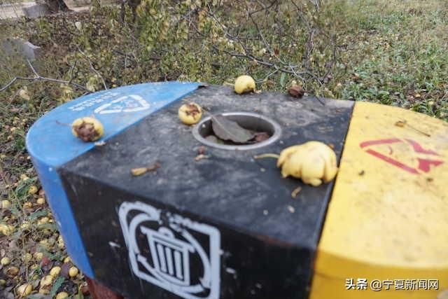  中卫@蔫在枝头，烂在地里！中卫南长滩千亩经果无人采摘，自生自