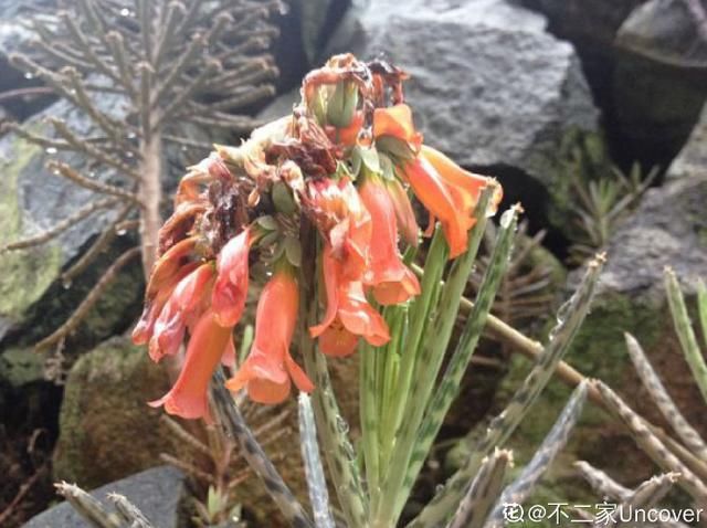  【不死鸟】农村没人要的多肉，长得满屋顶都是，下雨后泛滥了一