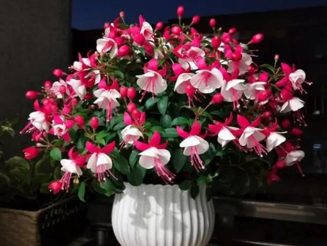 「恢复」天一热,倒吊金钟就蔫了?记住“4个”小细节,恢复精神气,管用
