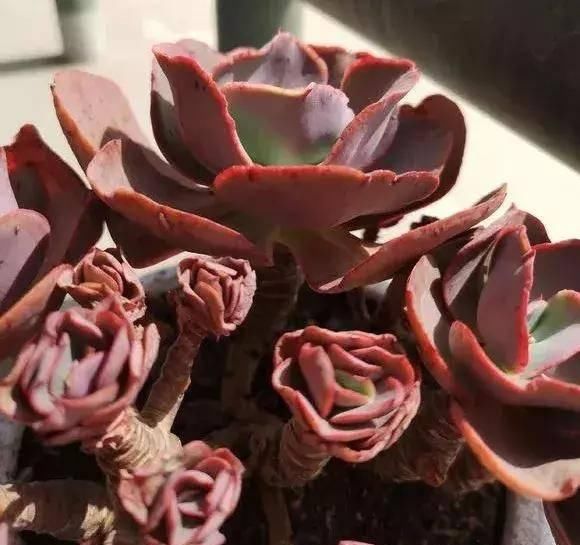  『植物』多肉植物：初吻（大叶秀妍）怎么养？