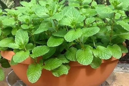  #补充水分#在花盆里养出能不断掐叶的薄荷，一周就能收获一两次