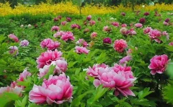 阳春三月,群芳争艳!来看西安这些“花花世界”的最佳踏春赏花指南