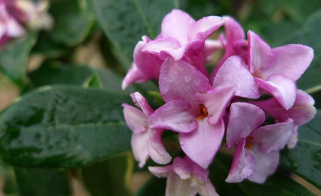 『喜欢光照』3种花是天然“香水花”,自带香味很好闻,夏天养一盆,驱蚊赶虫