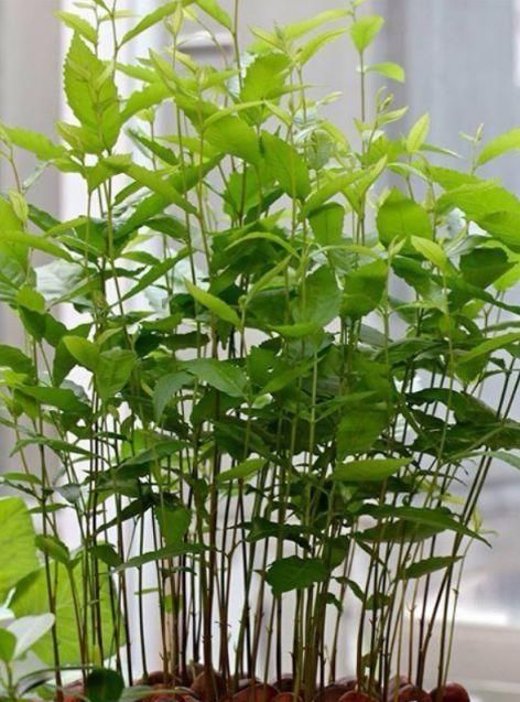  「盆栽」糖炒栗子都吃过，板栗盆栽见过吗？比发财树好看！