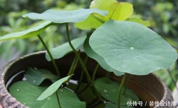  [油绿]4种不怕晒的花草，越晒花开越旺，叶油绿，开花旺，清凉一夏