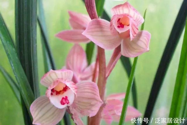  花香|酒香味的兰花你闻过吗？最美荷瓣兰，花色粉红，叶片金边亮眼