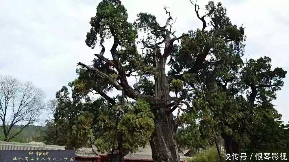 我国6大树中之最：最高的在云南,最毒的在广东,最贵的在福建！