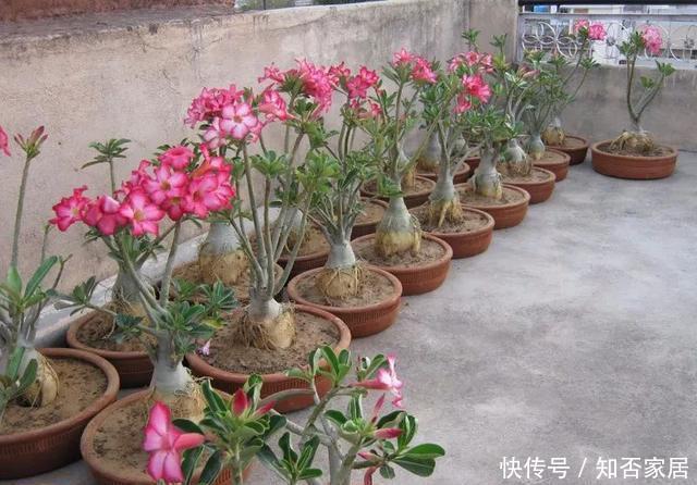  就能开@这3种花适合夏天养，不怕晒不怕热，花期久能开到秋天
