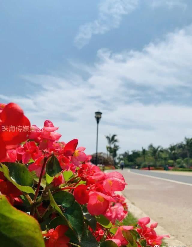 公园的向:超罕见白色、黑色向日葵!8千㎡花海!就藏在珠海市区!