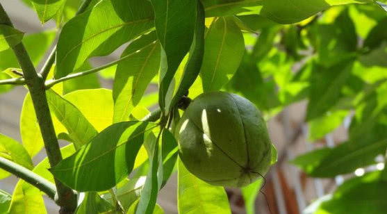  「开花结果」你见过“发财树”开花结果吗？想要开花结果，掌握这两点就够了！
