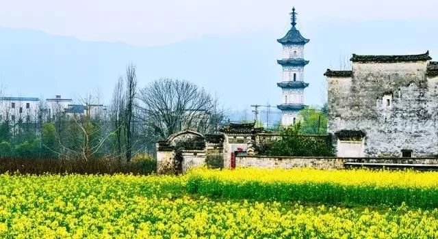 中国最美的油菜花海,油菜花逐渐“染黄”了神州大地