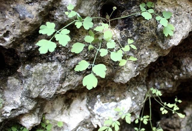  【悬崖】悬崖边的1种“野草”，散发着一股气味，叶片小、根茎大，珍贵