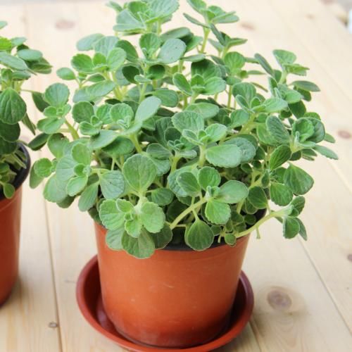  「摘点」厨房盆栽香草植物，做菜的时候随手摘点！
