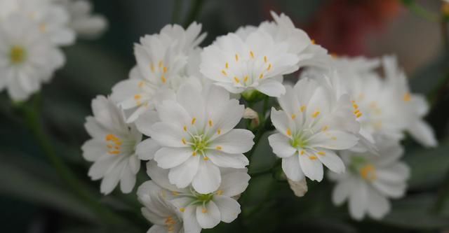  【轻松】这“3种”花,夏天越晒,花开越灿烂,花朵比叶子多,轻松开爆盆...