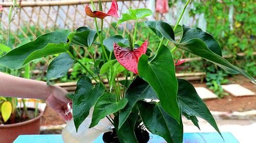  『红艳艳』红艳艳的“红掌花”开始发黄？4个原因，再不救治，飞快死翘翘