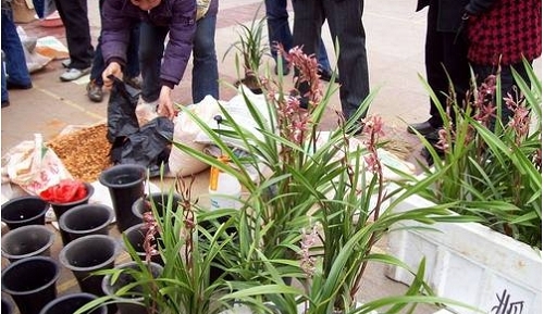 30年前农村牛都不吃的野草，如今50元一颗供不应求，农村到处都是