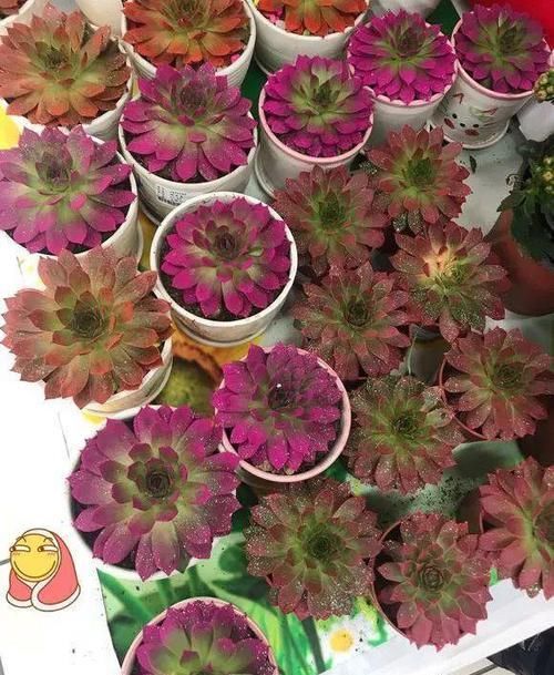  朱顶红：看见这花可别买，忍住，小心被忽悠，花钱买气受！