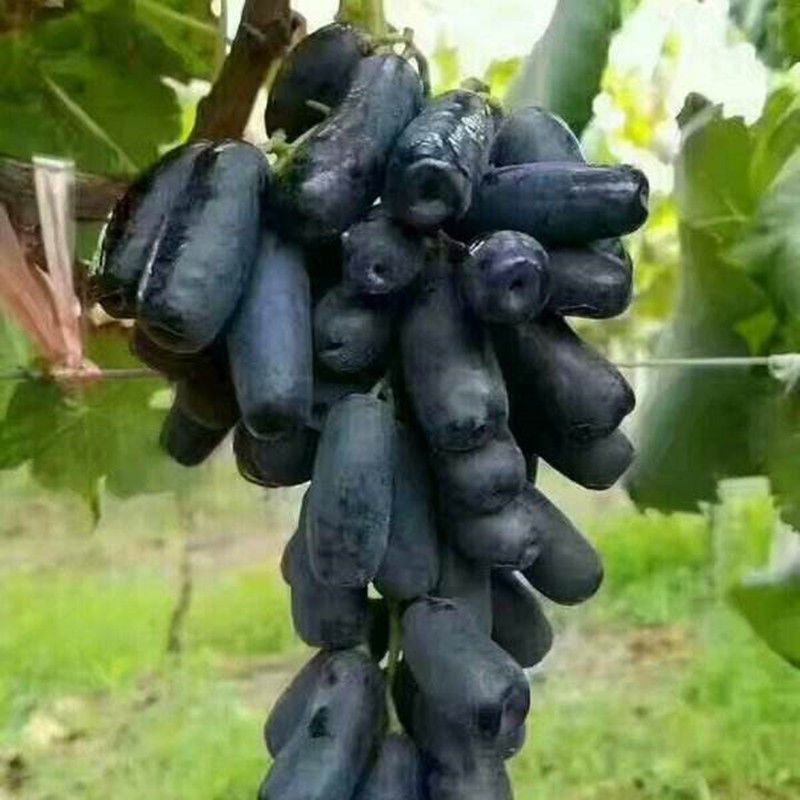  「苦心」大学生回农村苦心创业，种植新型果树，当年便能坐拥一