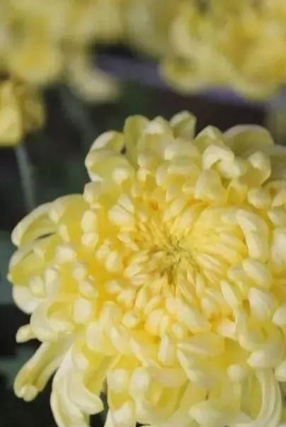 黄金九月楼观的花海开啦！赏花海、品花宴，全都不能错过！