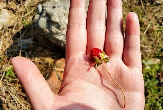  『草莓』农村草丛里的“小草莓”，老人说蛇爬过有毒不能吃，是真的吗？