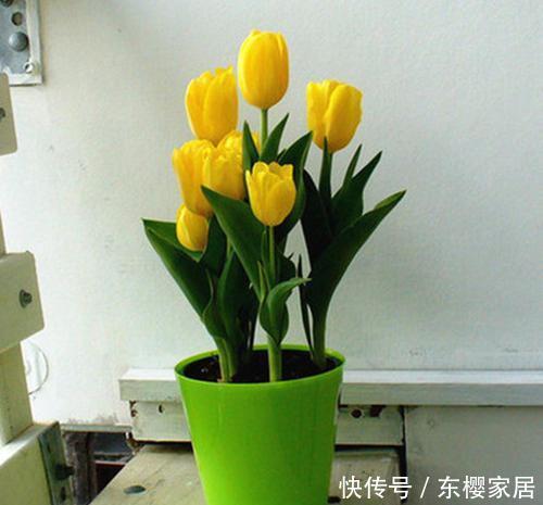 不养@这4种花最好少养,甚至不养,为了家人健康,原因要知道