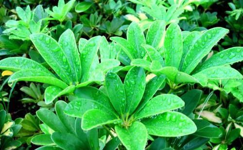 「寓意」养花就养“精品玫瑰”卡罗拉,红艳似火,寓意炽热的爱情!?