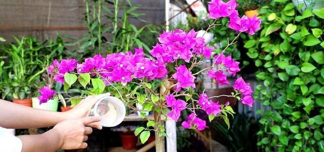  三角化：三角梅需要上什么肥料才能开花