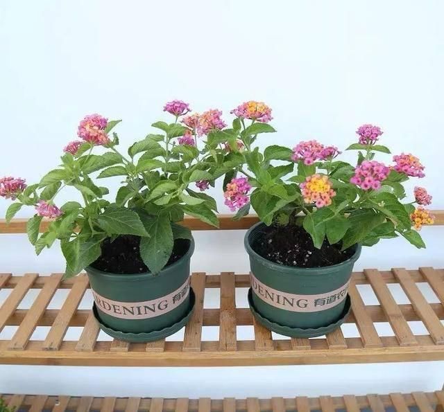  『排水良好』推荐一花多色的5种植物，缤纷多姿