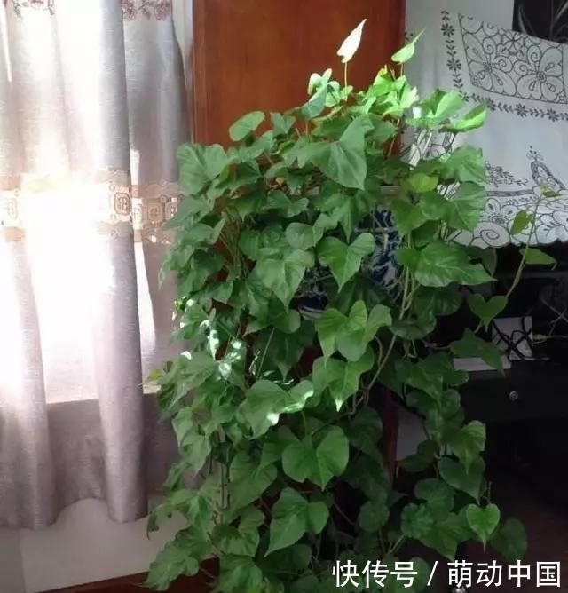 『刚发芽的红』花盆里种了一个小红薯,100天内装满红薯“孩子”的香气很甜,很好吃