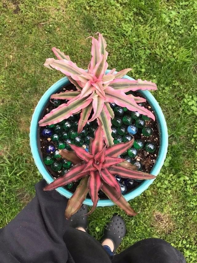  『特别』朋友到花市买这8种盆栽植物，长得特别旺盛，比养绿萝还简单