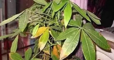  「发财树」这6种花，烂根先别扔，这样砍枝剥皮用水洗，15天长出新根侧芽