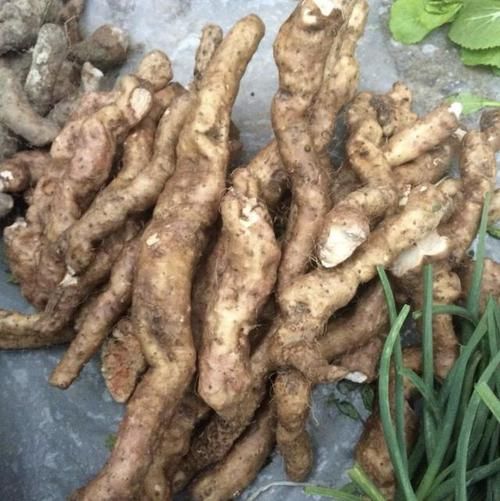 #值钱#户外的1种“植物”,和“杂草”很像,殊不知根茎“值钱”,少见