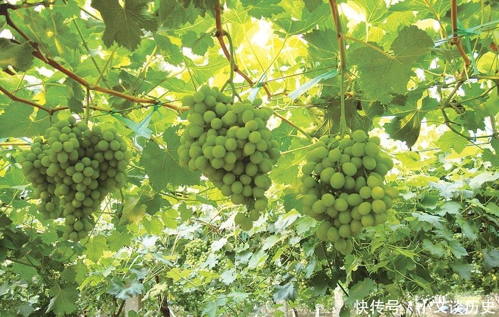  「玫瑰」被誉为贵族水果，刚引进炒到200元一斤，如今价格猛跌10