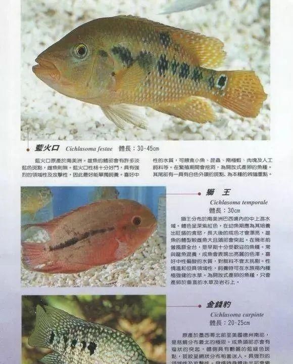  #水族市场上#美洲慈鲷之美，您细品