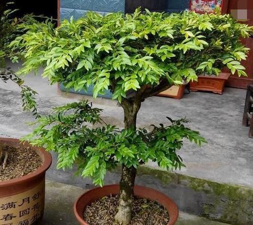  以在家中@家里养护这几种植物，招财旺人，运气也越来越好，值得养护