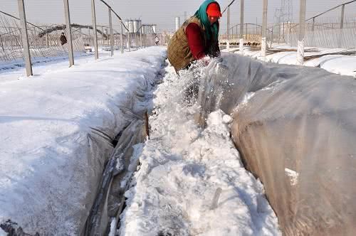  [冻死]俗语“冬在头，冻死牛”，今冬偏冷还是偏暖，老农给出答