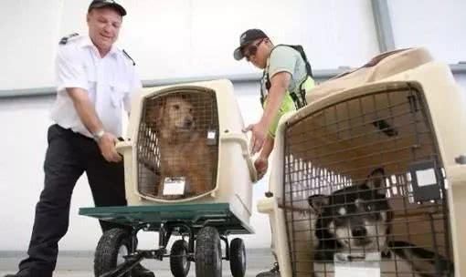 有没有宠物托运