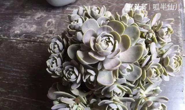  『白菜』多肉断水12天,绿白菜秒变红舞娘,想要上色就得...