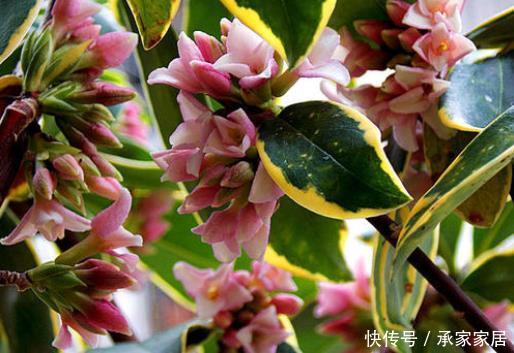 虎皮兰:盆栽4种“健康花”,空气新鲜、细菌少,养生人士首选,适应性强