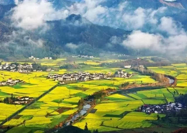 中国最美的油菜花海,油菜花逐渐“染黄”了神州大地