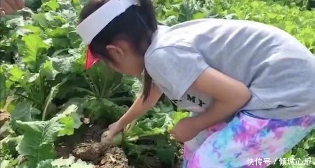 贾乃亮没给李小璐过生日