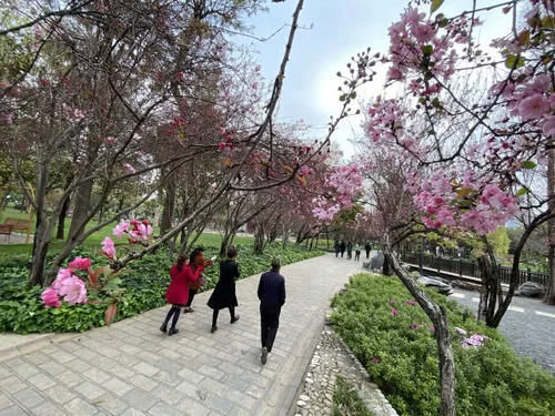 春姑娘来了 昆明这几个公园可以踏春赏花啦【2020热门旅游景点】