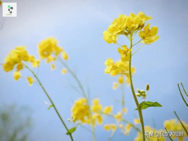  「复兴」映像旅发：春游复兴掠影