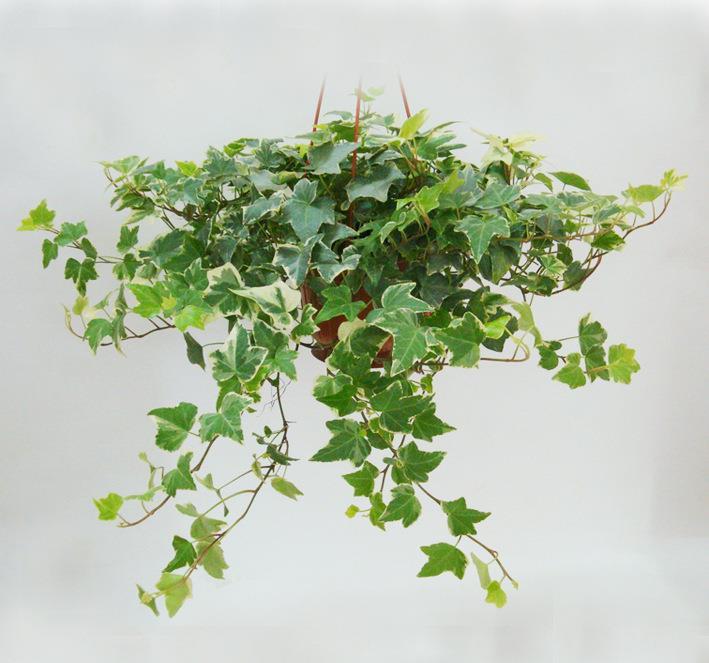  「妖娆」喜欢在家中养护花卉，就选3种花卉，花色鲜艳，花期长，优雅妖娆