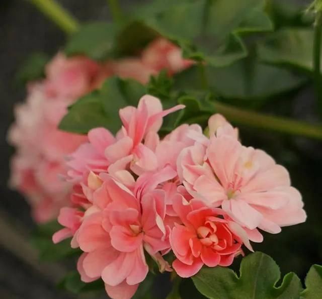  [自带臭味]这4种花长得真漂亮，但是浑身带臭味！你愿意种吗？